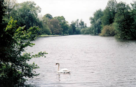 A swan on the stream in front of The Vyne.